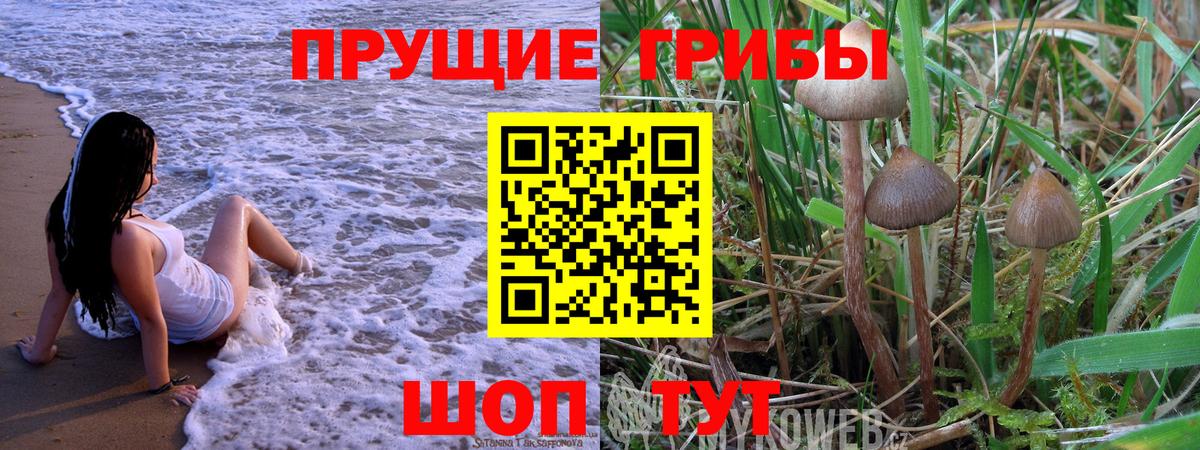 Псилоцибиновые грибы мицелий Баксан